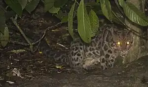 Sunda-Nebelparder am unteren Kinabatangan