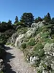 Das Alpinum im Botanischen Garten München-Nymphenburg wurde aus Pollinger Kalktuff aufgebaut.