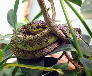 Schwarzgefleckte Palmlanzenotter (Bothriechis nigroviridis)