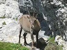 Weiblicher Alpensteinbock in den französischen Alpen