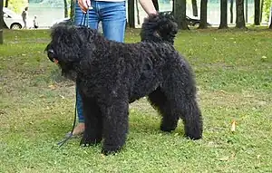 Bouvier des Flandres