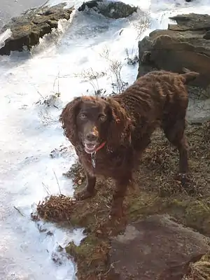 Boykin Spaniel