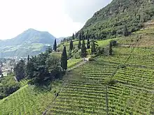 Weinberge in Bozen