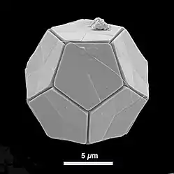 Die dodeka­edrische †Braarudo­sphaera bigelowii,(Prymnesio­phyceae incertae sedis)