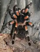 Brachypelma smithi