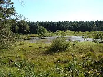 Das Brambosteler Moor (NSG), nahe dem Quellgebiet der Gerdau