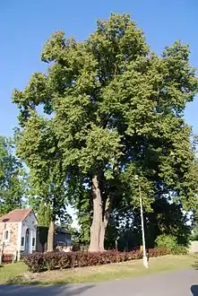 Gedenkkapelle zum hl. Kreuz mit Linde im Park