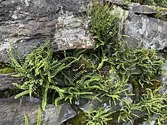 Braunstieliger Streifenfarn (Asplenium trichomanes)