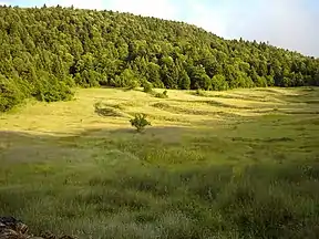 Tannenwald im Nationalpark