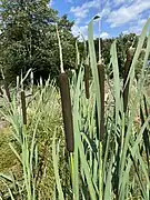 Breitblättriger Rohrkolben (Typha latifolia)