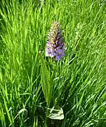 Breitblättriges Knabenkraut (Dactylorhiza majalis) - Exkursionsfoto 3.6.23