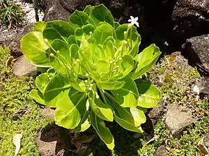 Brighamia insignis