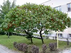 Essigbaum