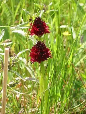 Schwarzes Kohlröschen