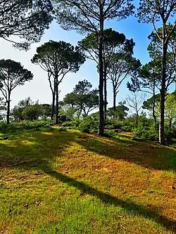 Pinienhain in Bteddine, Distrikt Jezzine