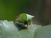 Büffelzikade (Stictocephala bisonia)