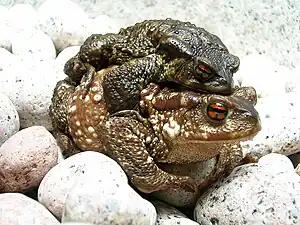 Erdkrötenpaar (Bufo bufo)