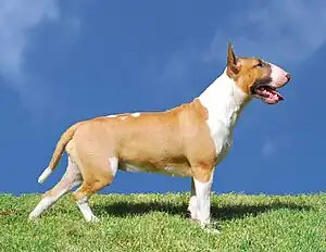 Bullterrier