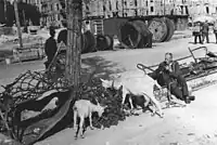 Ziegen auf Futtersuche in Berlin