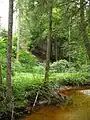 Der Michelbach östlich unterhalb der ehemaligen Burganlage