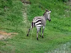 Zebra (Equus zebra)