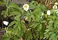 Buschwindröschen (Anemone nemorosa)