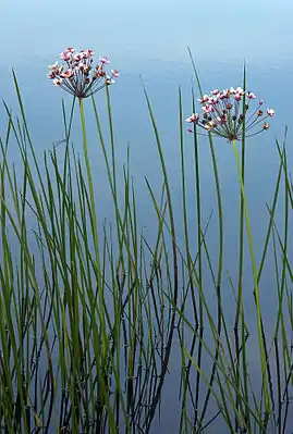 Schwanenblume(Butomus umbellatus)