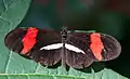 Kleiner Kurier (Heliconius erato)