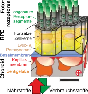 3D Aufbau des Bruch-Membran-Komplexes