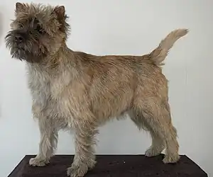 Cairn Terrier