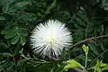 Calliandra haematocephala