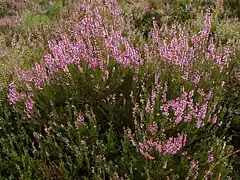 Besenheide (Erica calluna)