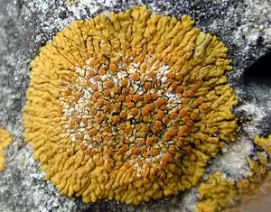 2017 Variospora flavescens