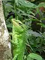 Calotes grandisquamis