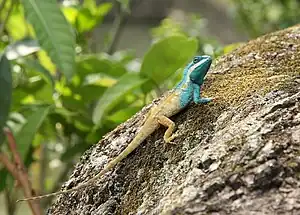 Eine Schönechse auf einem sonnenbeschienenen und moosbewachsenen Felsen. Die Echse ist farblich zweigeteilt. Der Kopf und die vordere Körperhälfte ist türkisblau, während die hintere Körperhälfte und der lange Schwanz ockerfarben gefärbt sind. Das Tier blickt hinter sich in Richtung des Betrachters. Im Hintergrund des Felsens sind unscharf niedrige Bäume zu erkennen.