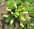 Der Gezähnte Leindotter (Camelina alyssum) ist eine typische Pflanze der heute in Mitteleuropa selten anzutreffenden Leinfeldern