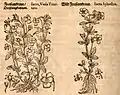 Mattioli / Handsch / Camerarius 1586