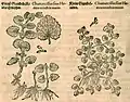 Mattioli / Handsch / Camerarius 1586