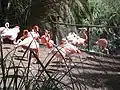 Flamingos