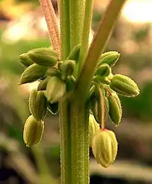 Männliche Blüten (Nahansicht)