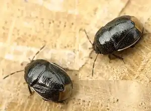 Blauschwarze Erdwanze (Canthophorus dubius)