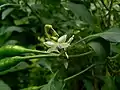 Capsicum frutescens