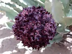 Caralluma acutangula, bei Yomboli, Burkina Faso