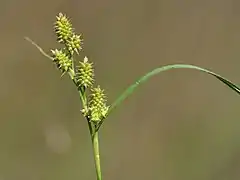 Grünliche Gelb-Segge (Carex demissa)