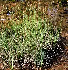 Hirse-Segge (Carex panicea)