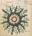 „Oculus bovis. Carlina“ British Library. MS 41623 15. Jahrhundert