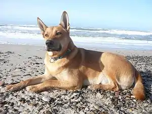 Carolina Dog