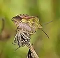 Carpocoris purpureipennis