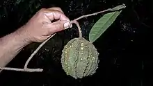 Leprafrucht (Sapucainha)