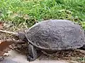 Kaspische Bachschildkröte